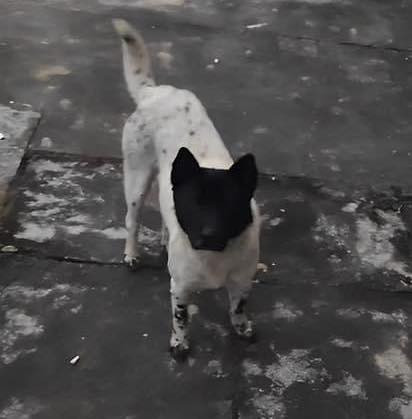 Có ai nhìn thấy mặt của "em gâu" này ở đâu không?