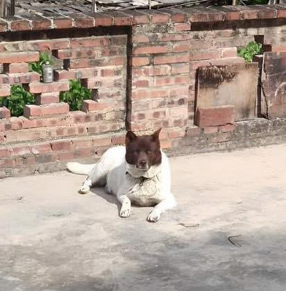 Máy photocopy hôm nay hơi lỗi rồi, "đang in thì hết mực" đúng không?