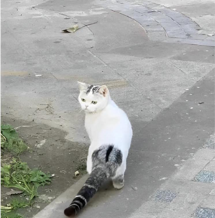 Cả bộ lông màu trắng tuyệt đẹp, cho đến khi nhìn vào đuôi...