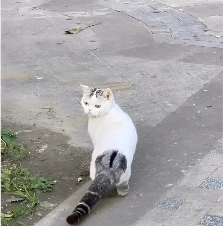 Cả bộ lông màu trắng tuyệt đẹp, cho đến khi nhìn vào đuôi...