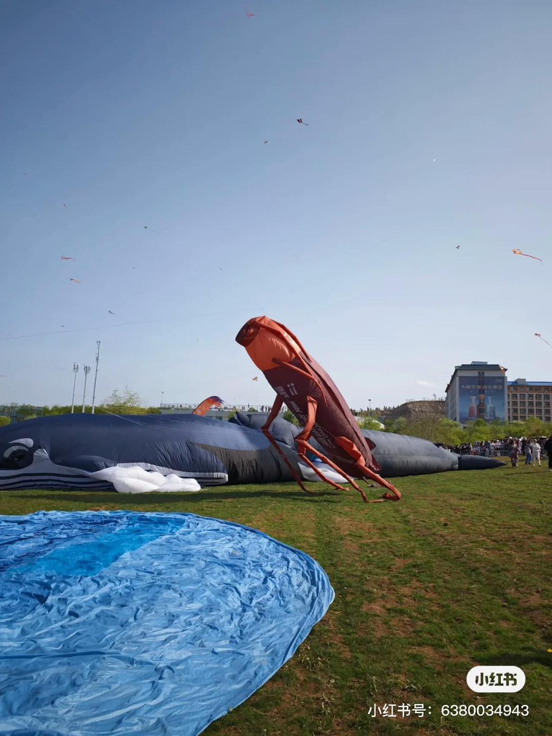 Năm nay rất nhiều con diều với hình thù kỳ lạ khiến nhiều người ấn tượng.