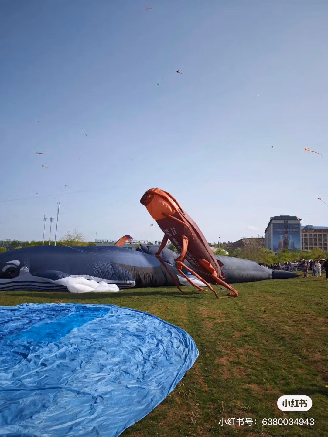 Năm nay rất nhiều con diều với hình thù kỳ lạ khiến nhiều người ấn tượng.