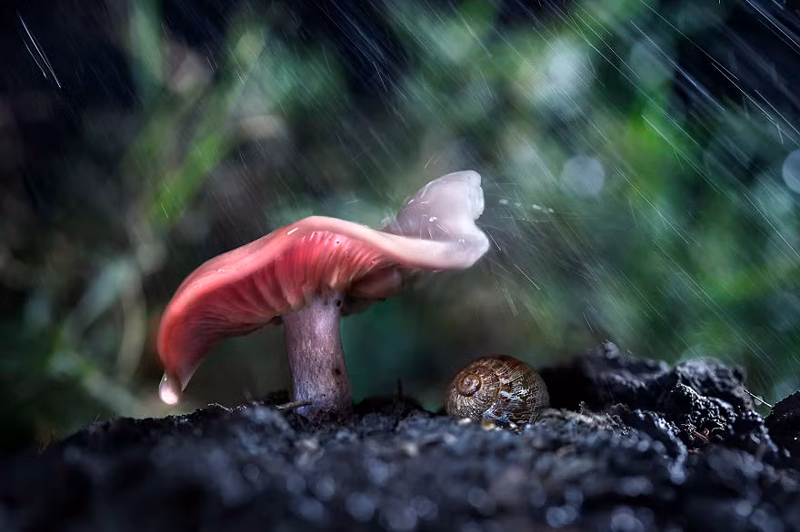 Ô nấm có vẻ là phong cách được họ hàng nhà ốc sên ưa thích.