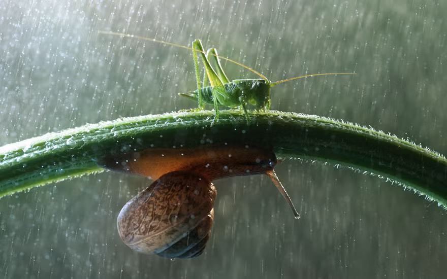 Khả năng "leo tường" vượt trội của ốc sên khiến những cơn mưa không còn là vấn đề đáng ghét.