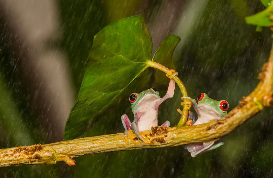 Hình ảnh động vật đáng yêu của đôi ếch trú mưa dưới một chiếc lá.