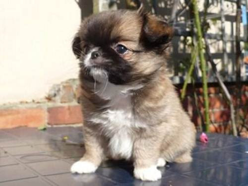 Chin-wa là một sự pha trộn dòng máu giữa giống chó Chihuahua thuần chủng và chó Nhật. Chúng rất đáng yêu, nhanh nhẹn, hoạt bát, là một lựa chọn hoàn hảo cho những người thích nuôi chó mà không thích dọn dẹp lông của chúng.