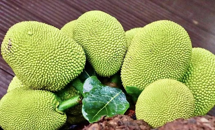 Cây mít có thân lớn, uốn lượn, cành lá sum sê, tỏa bóng mát cho không gian.