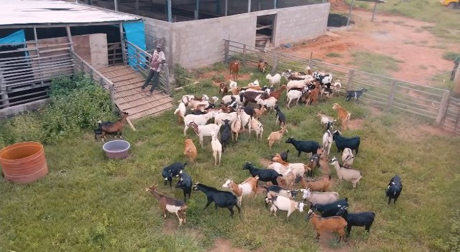 Với hi vọng rằng phủ xanh đất trống, tạo công ăn việc làm cho vùng đất nghèo khó này, thế nhưng mới đây Quang Linh phải đau buồn thông tin rằng mọi chuyện không suôn sẻ như kỳ vọng.