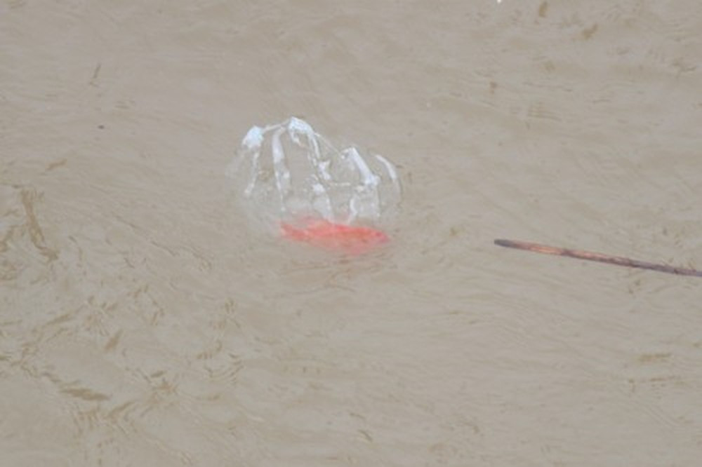 Chú cá đáng thương ngấp ngoải bơi trong túi nilon, hình ảnh khiến nhiều người vừa xót xa vừa tức giận.