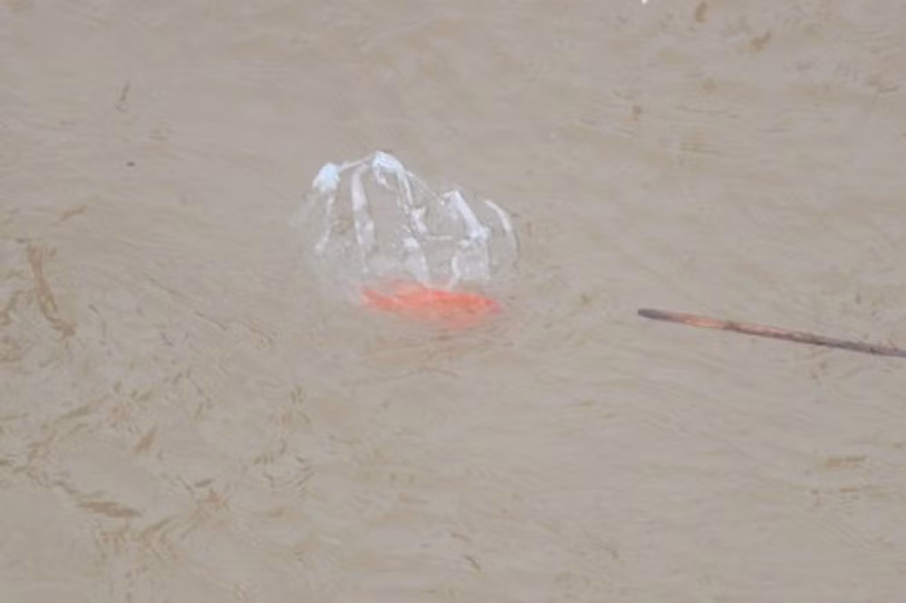 Chú cá đáng thương ngấp ngoải bơi trong túi nilon, hình ảnh khiến nhiều người vừa xót xa vừa tức giận.