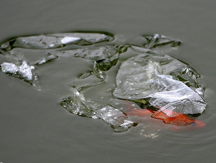 Thả cá rồi vứt túi trên bờ vẫn còn tốt chán so với việc ném cả cả, cả túi xuống nước. Không những khiến cá không thoát được khỏi túi nilon sẽ sớm chết còn còn gây ảnh hưởng lớn đến môi trường nước.