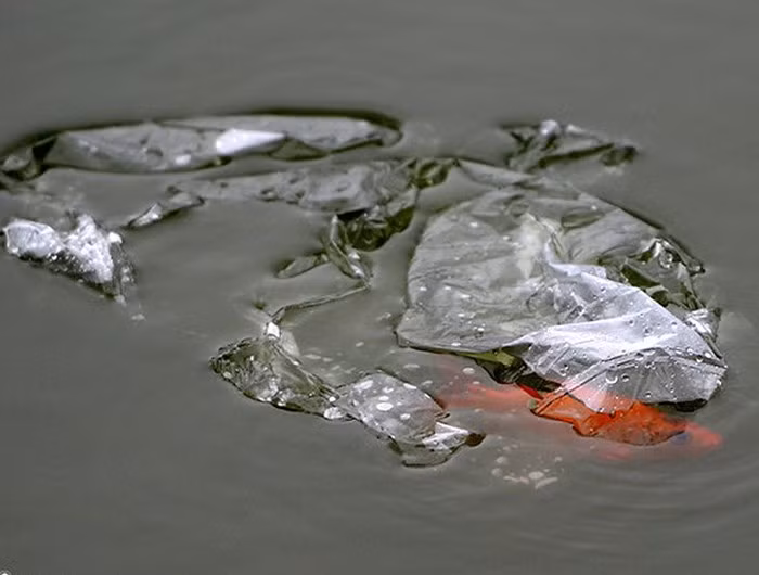 Thả cá rồi vứt túi trên bờ vẫn còn tốt chán so với việc ném cả cả, cả túi xuống nước. Không những khiến cá không thoát được khỏi túi nilon sẽ sớm chết còn còn gây ảnh hưởng lớn đến môi trường nước.