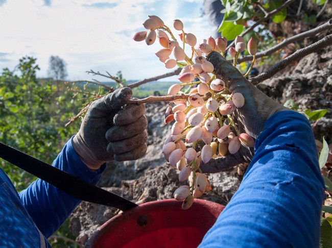 Các tài liệu lịch sử cho thấy, con người từ hàng ngàn năm trước đã dùng hạt dẻ cười làm món ăn.