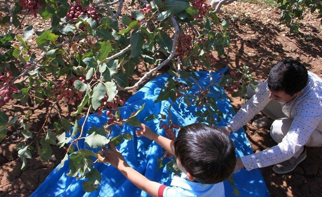 Nếu cây bị ngập sẽ bị thối rễ, không ưa độ ẩm cao. Cây cao tới 10m.