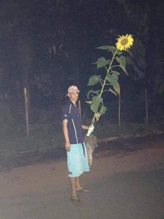 Hướng dương thì luôn hướng về mặt trời, còn anh thì luôn hướng về phía em