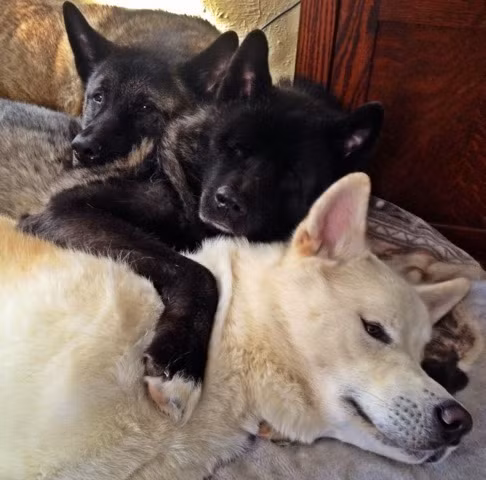 Kiaya (giữa) là một cô chó bị mù, tuy không thể nhìn thấy ánh mặt trời nhưng thế giới của Kiaya vẫn luôn tràn ngập niềm vui nhờ có Cass và Keller, chị em ruột của mình.