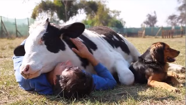 Salvador, một chú bò may mắn đã thoát chết chỉ một ngày trước khi bị giết và bán lấy thịt ở Chile từ khi là một chú bê con. Trải qua những giờ phút kinh hoàng đợi lên bàn mổ, giờ đây, Salvador đã trưởng thành và sống một cuộc sống hạnh phúc.