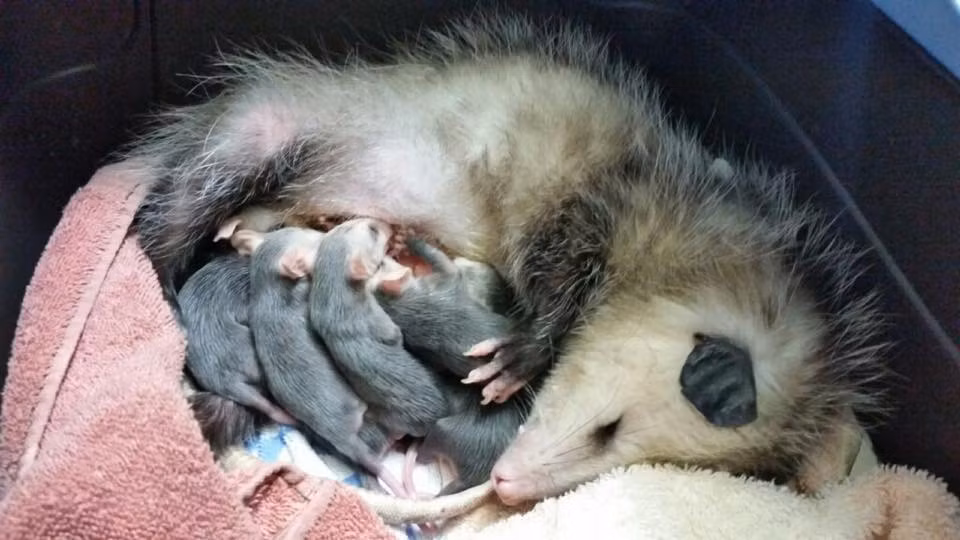 Con thú có túi ôpôt này trải qua hai lần được đội cứu hộ động vật hoang dã cứu sống, lần thứ nhất khi đang là một con thú có túi ôpôt mồ côi, lần thứ hai khi đã làm mẹ. Con vật này thực sự rất dũng cảm khi nhanh chóng phục hồi sức khỏe để nuôi nấng đàn con thơ.