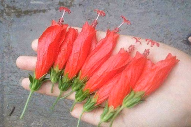 Khi chưa có nhiều loại kẹo bánh lựa chọn như hiện tại, trẻ con thường đi hái hoa dâm bụt, ngắt lấy đầu và hút mật ngọt phía trong.