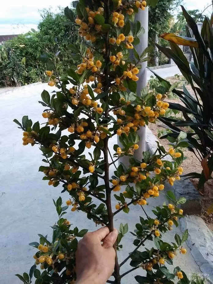 Mỗi nơi một tên gọi, có nơi gọi loại quả nhỏ màu vàng này là dúi, có nơi gọi là duối, ruối. Cây của loại quả này thân gỗ, lá màu xanh đậm, hơi nhám, vị quả ngọt thanh, thơm nhẹ.