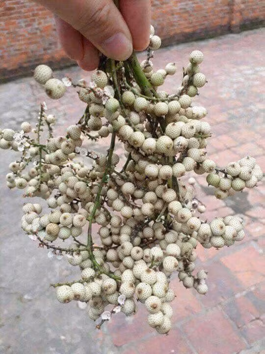 Quả cây mây - rõ ràng có vị chát mà không hiểu sao một thời tuổi thơ lại mê mẩn đến thế.