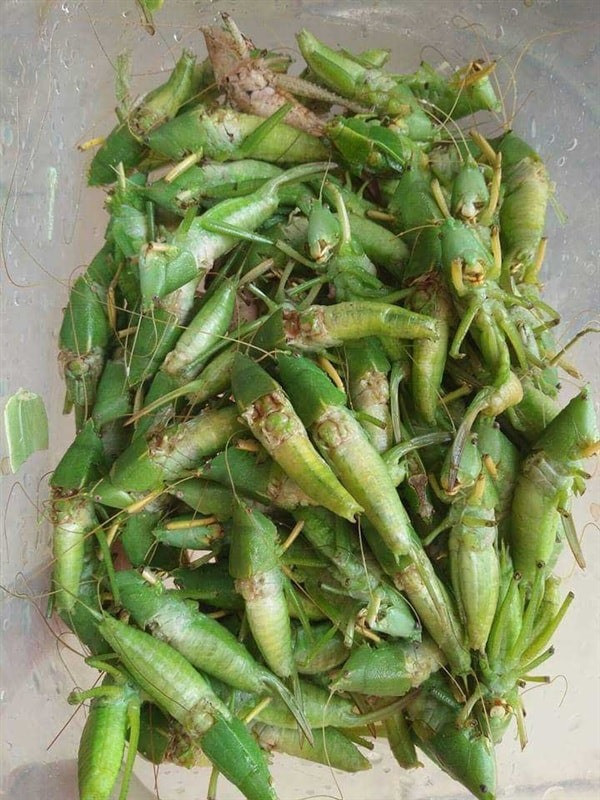 Món ăn khoái khẩu mỗi vụ gặt.