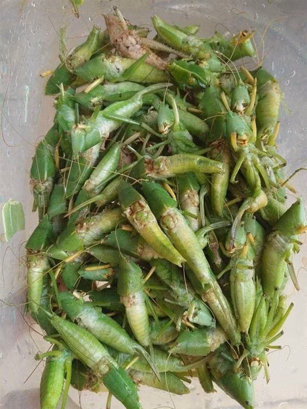 Món ăn khoái khẩu mỗi vụ gặt.