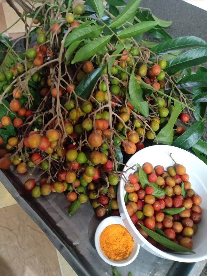 Mùa dâu da xoan khoảng tầm vào những tháng hè, khi đó đúng kì học sinh được nghỉ học nên cứ trưa trưa là lũ trẻ con quanh xóm lại rủ nhau đi hái thứ quả này về chấm muối.