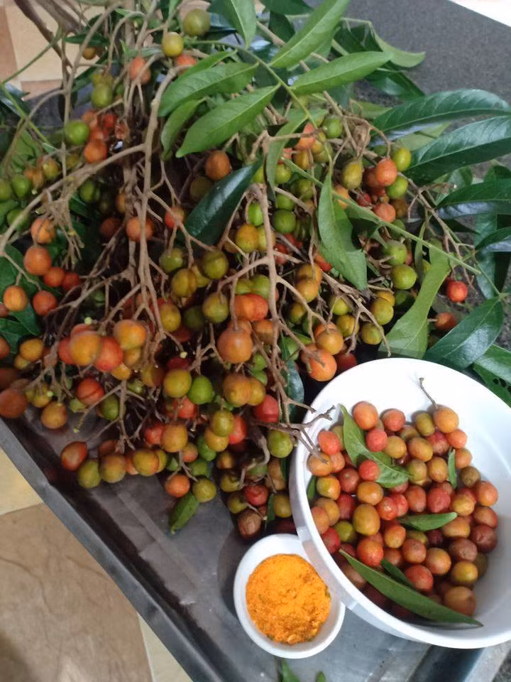 Mùa dâu da xoan khoảng tầm vào những tháng hè, khi đó đúng kì học sinh được nghỉ học nên cứ trưa trưa là lũ trẻ con quanh xóm lại rủ nhau đi hái thứ quả này về chấm muối.