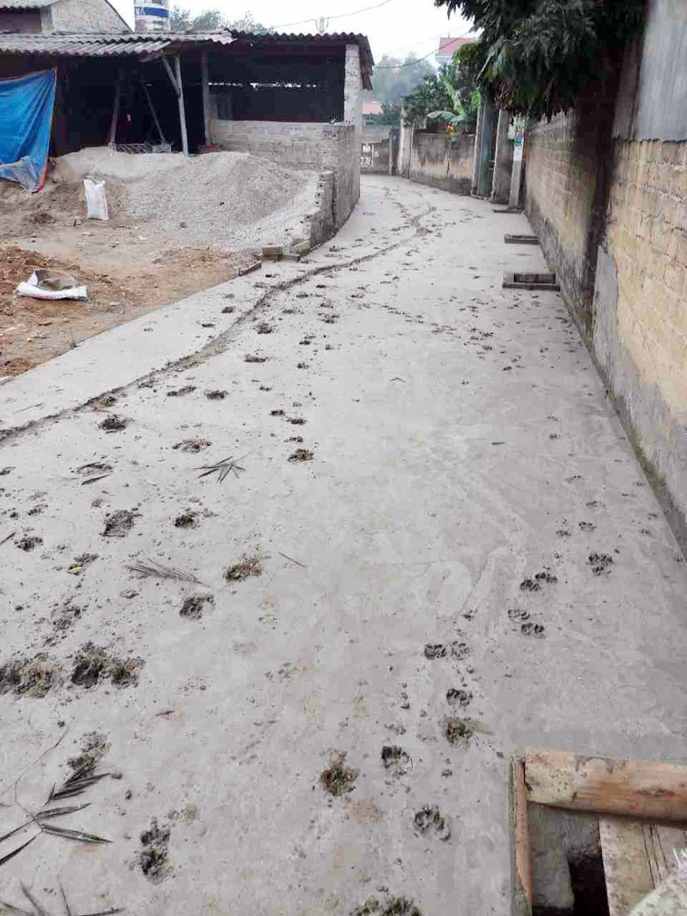 Con đường bê tông chưa kịp khô đã đầy những vết xe đi, chân động vật.