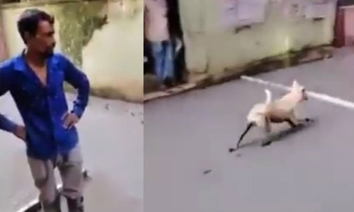 Người đàn ông bất lực nhìn một chú chó hồn nhiên dẫm vào đường bê tông vừa lát.