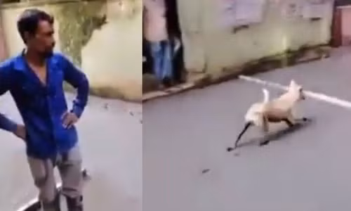 Người đàn ông bất lực nhìn một chú chó hồn nhiên dẫm vào đường bê tông vừa lát.