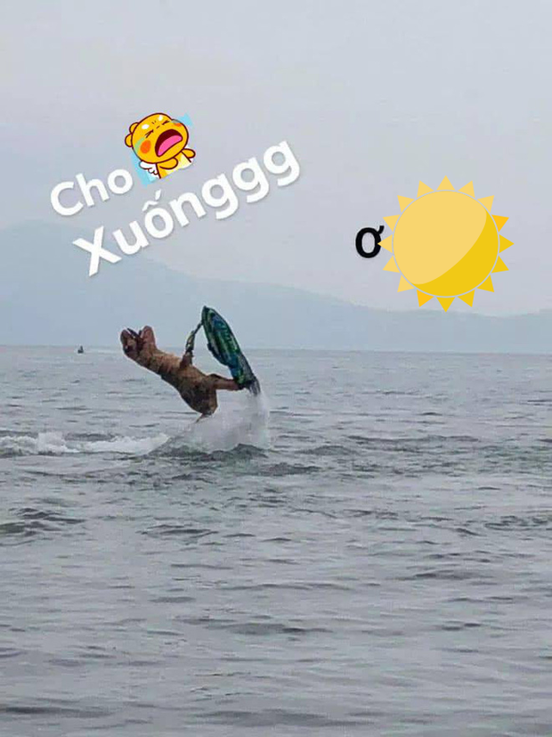 Mỗi khoảnh khắc chú khủng long lướt sóng đều khiến cộng đồng cười như được mùa, nhìn hình ảnh chiếc đuôi dài rẽ nước và cano bỗng chốc trở nên nhỏ bé bay hẳn lên cao thật ấn tượng.