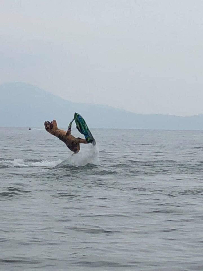 Đặc biệt là khoảnh khắc khủng long lướt sóng nhưng bị ngã ngửa phía sau vô cùng hài hước.