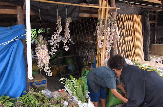 Có hai loại hoa lan mới được phát hiện trong danh sách. Nhà nghiên cứu Jacob Phelps gần như không công bố những phát hiện mới về họ nhà lan mới này. Ông lo ngại rằng loài lan có thể đang trên đà bị diệt vong.