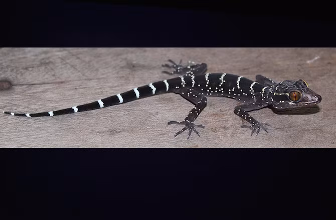 Thằn lằn ngón chân cong Cyrtodactylus vilaphongi là loài bò sát thứ 10.000 được các nhà khoa học phát hiện. Tuy mới được phát hiện nhưng loài thằn lằn này cũng đang lâm vào nguy cơ bị đe dọa môi trường sống do những tác động tiêu cực của con người vào môi trường tự nhiên.