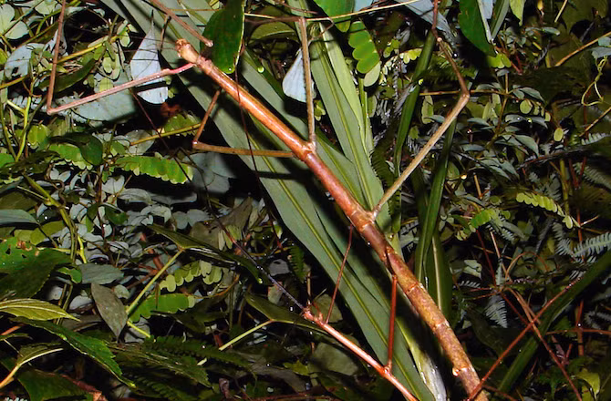 Côn trùng dài thứ hai trên thế giới được tìm thấy ở ruộng lúa ở ban đêm tại Tam Đảo, Việt Nam. Loài côn trùng này dài đến hơn 54cm, còn loài côn trùng dài nhất thế giới đang giữ kỷ lục là 56,6 cm.