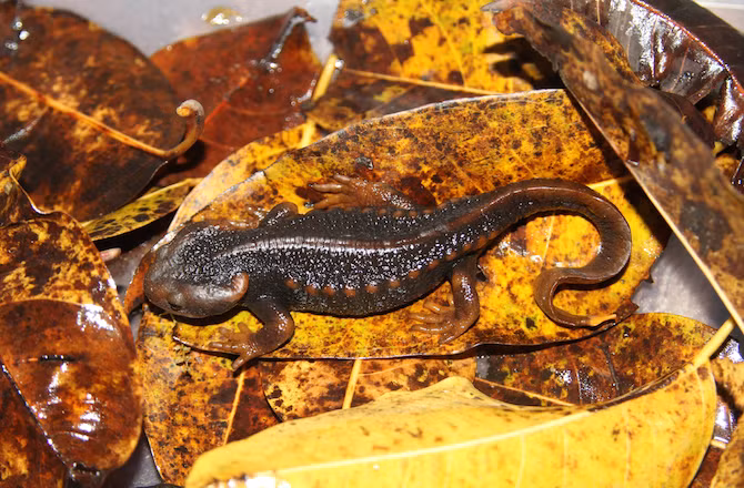 Sa giông cá sấu, được phát hiện ẩn nấp trong và xung quanh các ao ở Taunggyi, thủ phủ của bang Shan, Myanmar. Người dân khu vực này cho biết đã nhìn thấy loài động vật này nhiều năm nay nhưng các nhà khoa học ghi nhận, kiểm tra chặt chẽ, phân tích di truyền và đã xác định rằng đó là một loài mới.