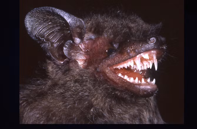 Có 139 loài sinh vật mới phát hiện dọc khu vực sông Mê Kông, thuộc Đông Nam Á, gồm 90 loài thực vật, 23 loài bò sát, 16 loài lưỡng cư, 9 loài cá và 1 loài dơi. Loài dơi muỗi Hypsugo dolichodon được phát hiện ở Lào và Việt Nam. Đặc điểm nổi bật của loài dơi này là chiếc răng nanh dài nhìn rất đáng sợ. Chúng đang lâm vào nguy cơ tuyệt chủng do bị thu hẹp môi trường sống.