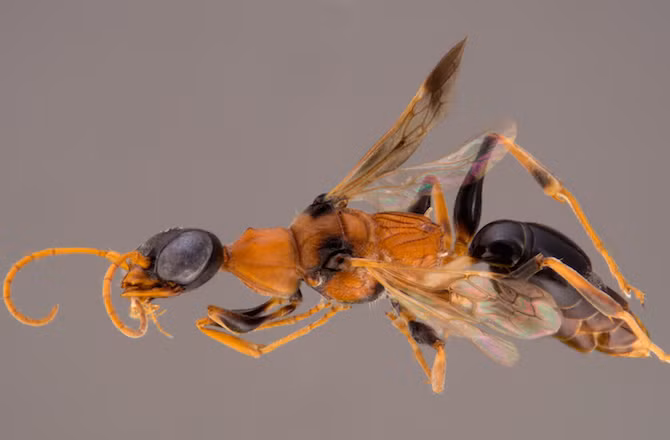 Ong giám ngục, đây là loài ong có thể đánh cắp ý chí của con mồi cho đến khi chúng ngã gục. Thức ăn khoái khẩu của ong giám ngục là loài gián, khi bắt được con mồi, chúng tiêm nọc độc để biến những con gián thành xác sống thụ động. Một khi một nạn nhân đã mất kiểm soát, những con ong sẽ ăn tươi nuốt sống nó.