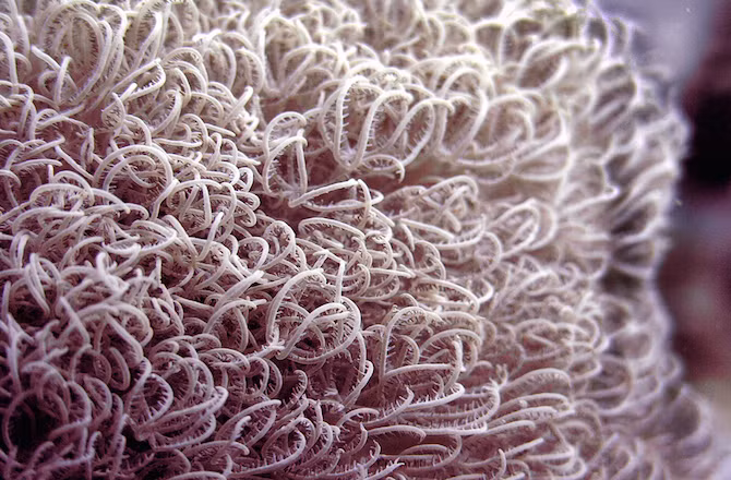 San hô lông. Loài san hô với các xúc tu mềm mại này được phát hiện gần đảo Phuket của Thái Lan. Trước đây, các thành viên thuộc chi của nó chỉ được tìm thấy ở Biển Đỏ và miền tây Ấn Độ Dương. Theo ông Michael Janes, lãnh đạo của đội phát hiện ra loài san hô này thì điều này "cho thấy tương lai nhiều hứa hẹn của các rạn san hô trong khu vực".