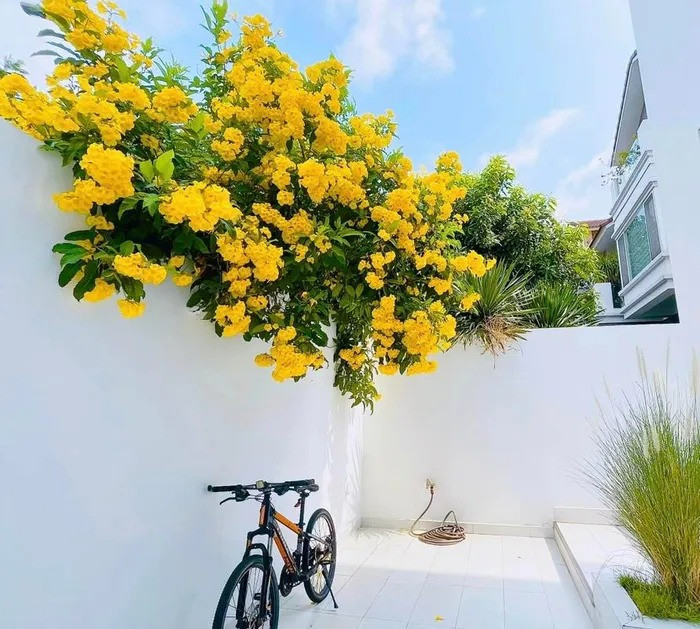 Ngoài không gian trong nhà, điểm nhấn biệt thự của vợ chồng Công Vinh - Thuỷ Tiên là không gian sân vườn cực kỳ rộng rãi như công viên thu nhỏ.