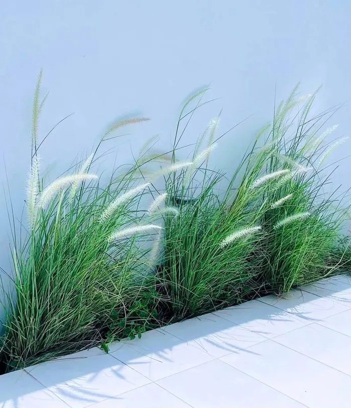 Ở phía chân tường và thảm cỏ xung quanh cũng được Thuỷ Tiên trang hoàng bằng cỏ lau và hoa mười giờ vô cùng đẹp mắt.