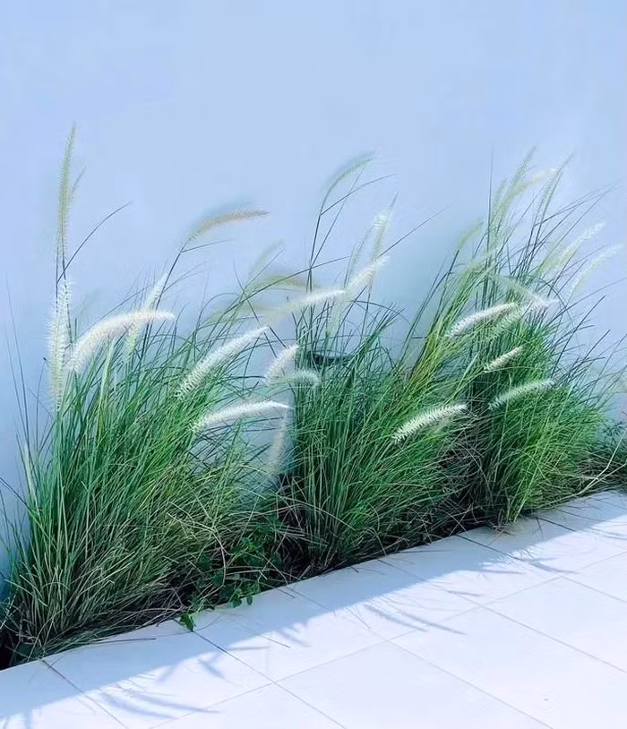 Ở phía chân tường và thảm cỏ xung quanh cũng được Thuỷ Tiên trang hoàng bằng cỏ lau và hoa mười giờ vô cùng đẹp mắt.