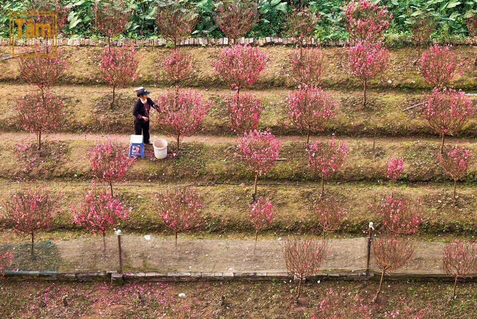 Mỗi độ cuối năm, khi mùa đông bắt đầu tràn về nhiều người lại bồi hồi nhớ lại những ngày tết xưa, khi còn thơ bé, được cùng bà cùng mẹ đi chợ sắm đồ, dọn dẹp nhà cửa.
