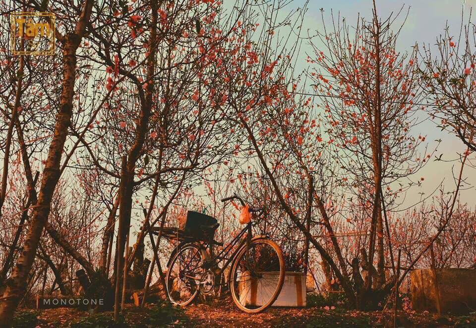 Tết không chỉ là dịp tạm biệt năm mới, chào đón năm cũ mà còn là thời gian để cả gia đình đoàn tụ, xum vầy. Trong văn hoá của người Việt, Tết là dịp lễ lớn nhất trong năm, có ý nghĩa đặc biệt.