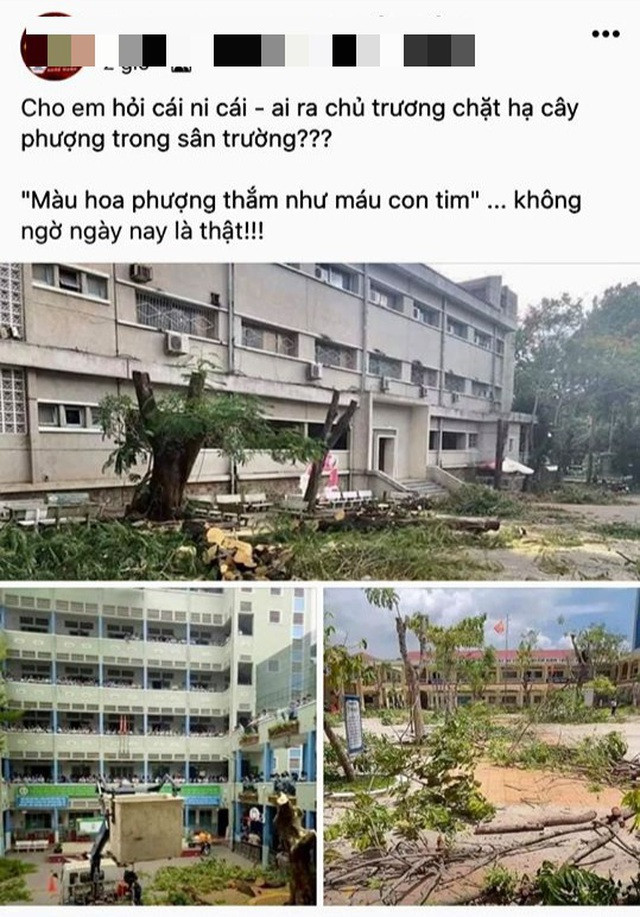 Chặt sạch phượng trong sân, nhiều trường học vắng bóng mát của cây xanh. Không chỉ cây phượng mà nhiều loại cây khác có khả năng mục thân, đổ đều bị chặt.