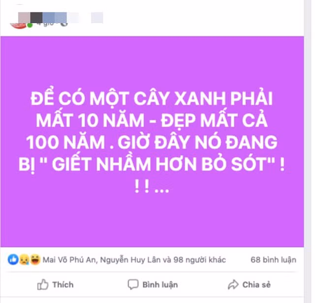 Để đảm bảo an toàn cho học sinh, nhiều trường học đang đốn bỏ các cây to dù phải mất rất nhiều thời gian, các loại cây mới cho ra được bóng mát như vậy.
