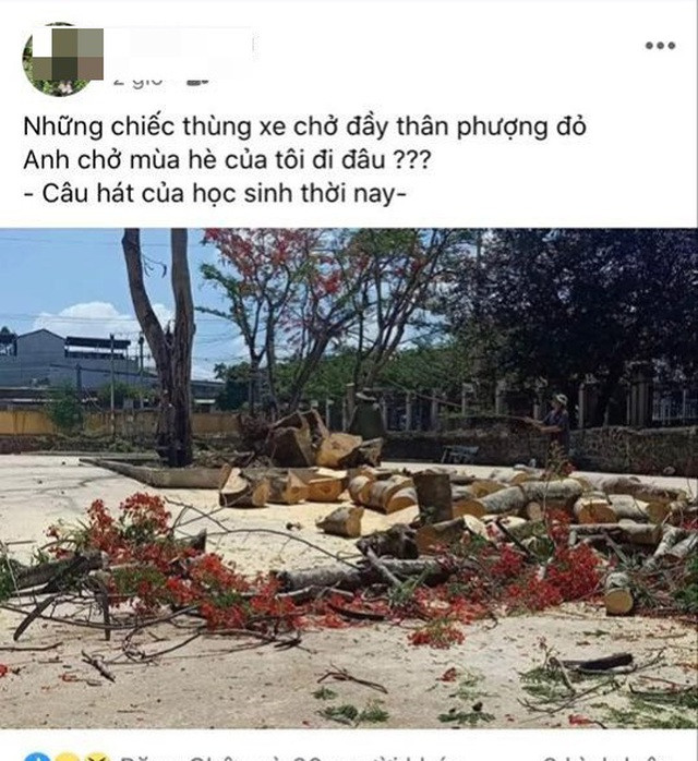 Những cánh hoa phượng đỏ rực dưới nắng hè gay gắt nay chỉ còn là kỷ niệm đối với nhiều thế hệ học trò. Hình ảnh nhiều cây bị đốn bỏ khiến không ít người xót xa.
