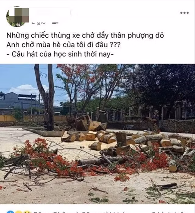 Những cánh hoa phượng đỏ rực dưới nắng hè gay gắt nay chỉ còn là kỷ niệm đối với nhiều thế hệ học trò. Hình ảnh nhiều cây bị đốn bỏ khiến không ít người xót xa.